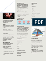 Desarrollo embrionario desde la segmentación al mesodermo