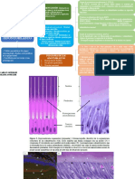 Fisiopatología de Los Odontoblastos