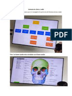 Anatomía de Cabeza y Cuello