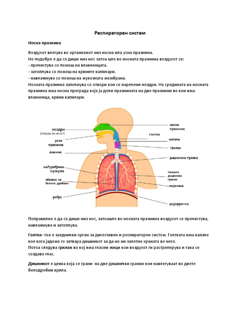 Респираторен систем | PDF