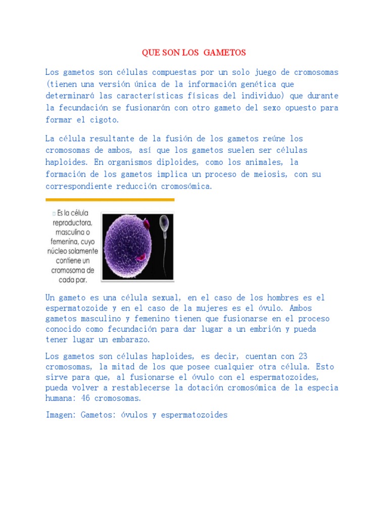 Que Son Los Gametos | PDF