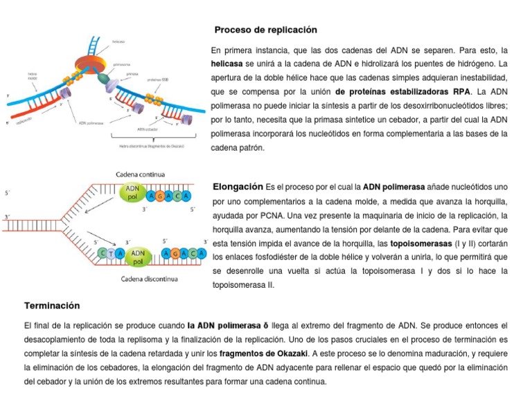Proceso de replicación del ADN | PDF | Replicación De Adn | Adn