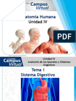 Anatomía Humana Unidad IV