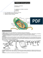 Reino Monera - Bacterias