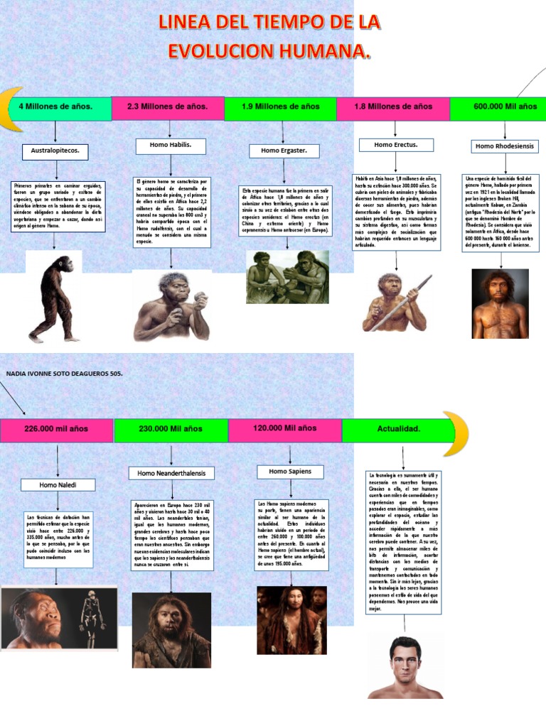 Linea El Tiempo de La Evolucion Humana | PDF