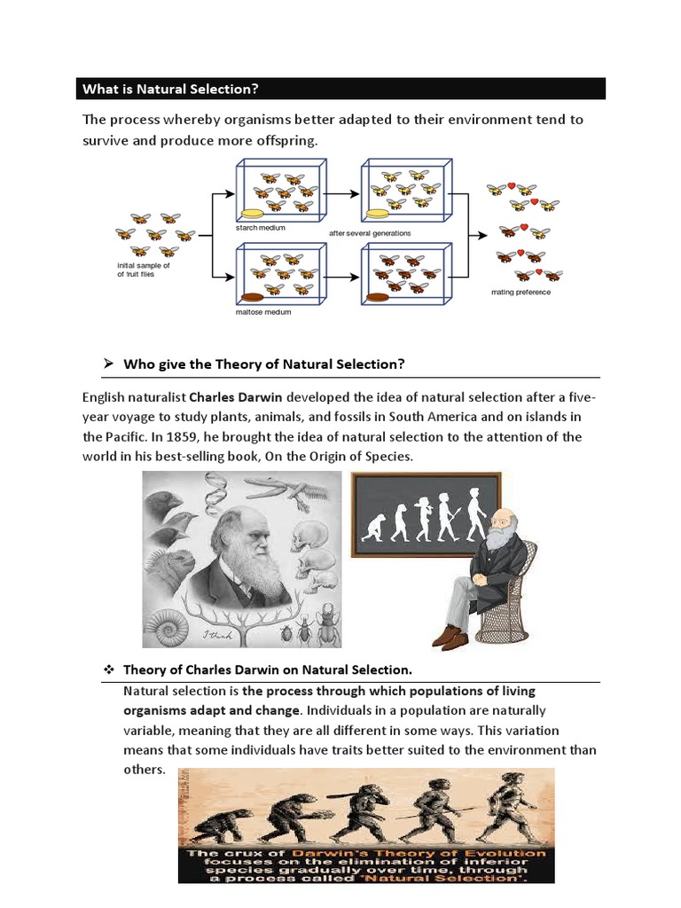 What Is Natural Selection PDF Natural Selection Plants
