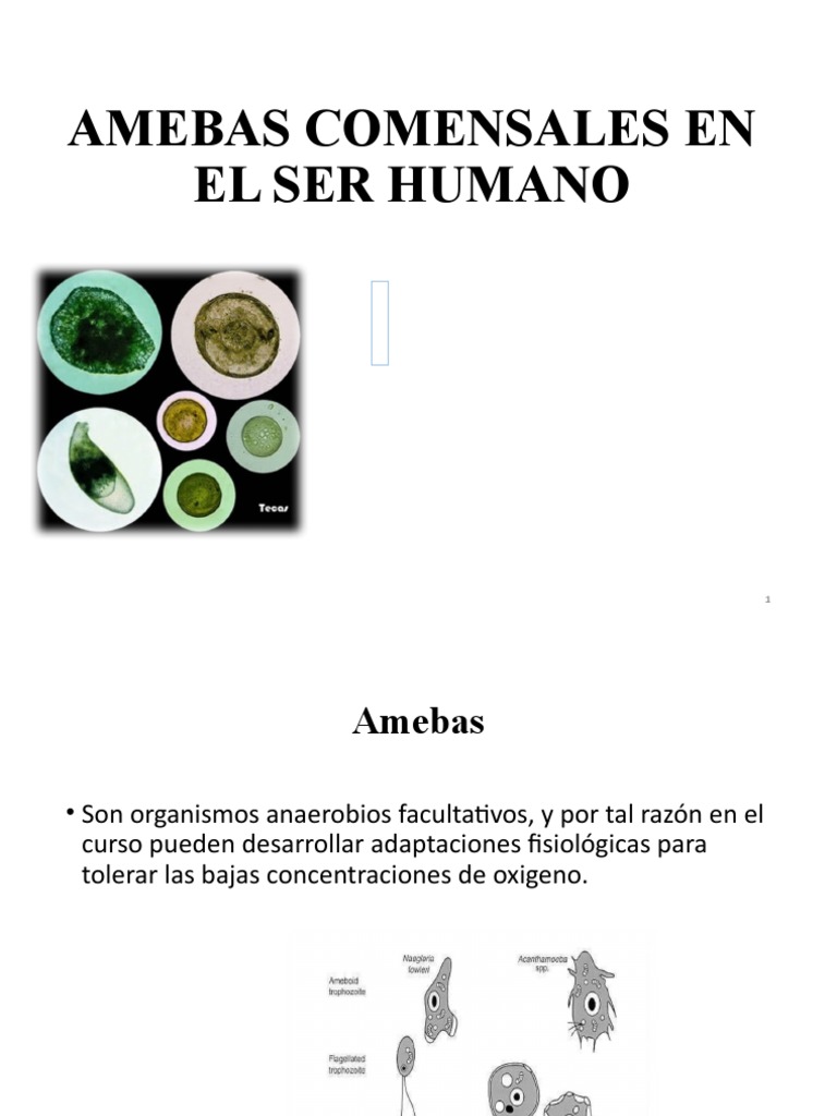 Amebas Comensales en el Ser Humano | PDF | Medicina CLINICA ...