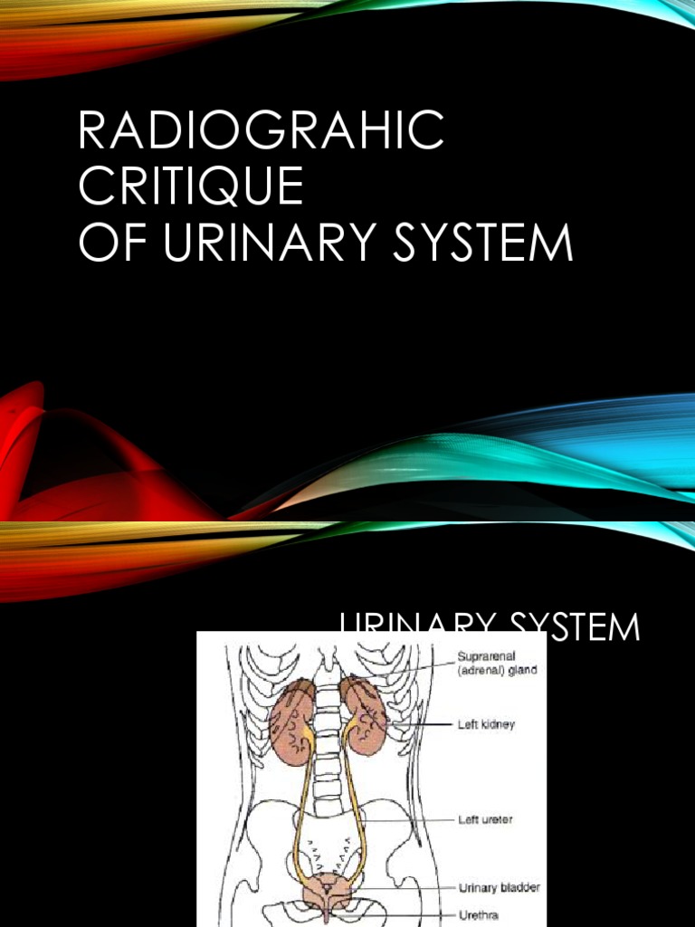 Radiograhic Critique of Urinary System | PDF