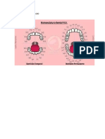 Esquema Dental Numerado