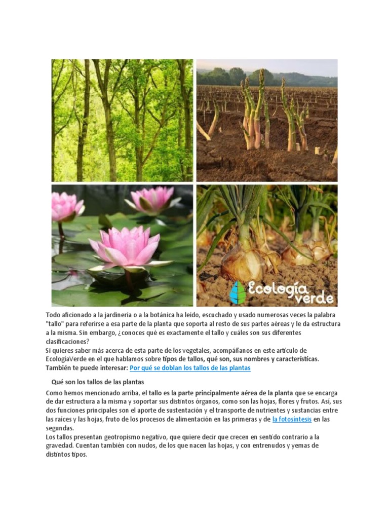 Tipos de Tallos | Descargar gratis PDF | Tallo de la planta | Plantas