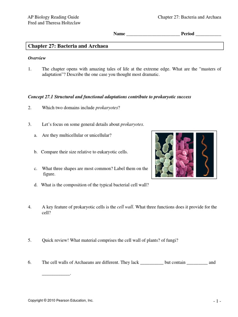 CM1 - Bacteria and Archaea Worksheet | PDF | Prokaryote | Bacteria