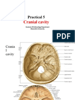 Practical 5 Cranial Cavity