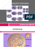 5.fases Meiose