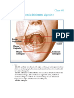 Anatomía Sistema Digestivo 2