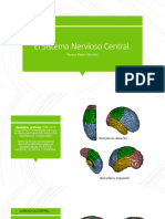 El Sistema Nervioso Central