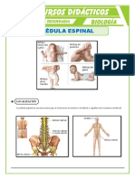 La Médula Espinal para Tercero de Secundaria