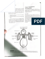 Upper Respiratory