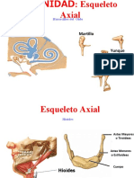 Columna Vertebral