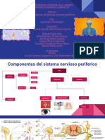 Componentes Del Sistema Nervioso Periferico