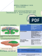 Grupo 1 Taller Sistema Nervioso