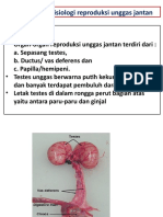 Reproduksi Jantan