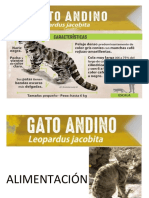 gato andino