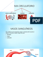 Sistema circulatorio: vasos, sangre y corazón