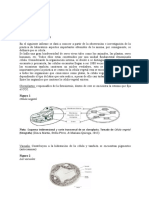 Informe Botánica