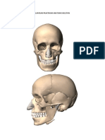 Laporan Praktikum Anatomi Skeleton