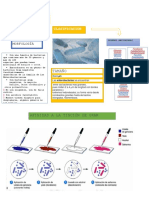 Enterobacter