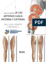 Sistema de Las Arterias Iliacas