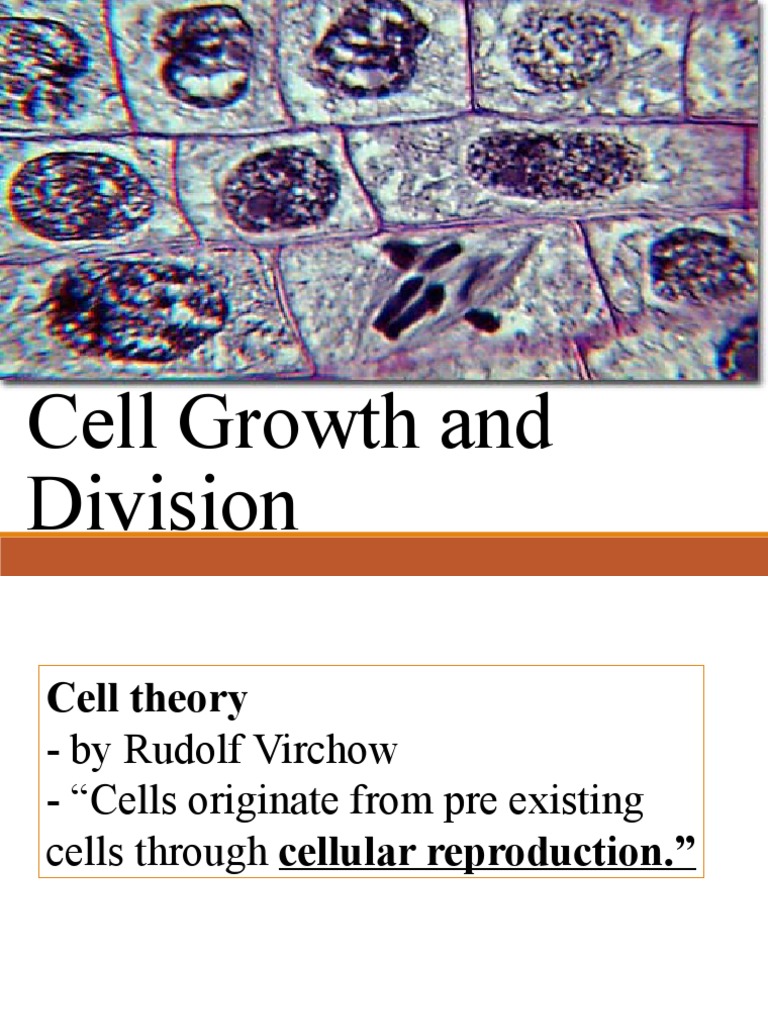Cell Growth and Division Biology Diagrams