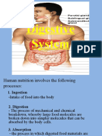 Digestive System PPT