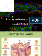 Sensory and Motor Pathways - DrKatz