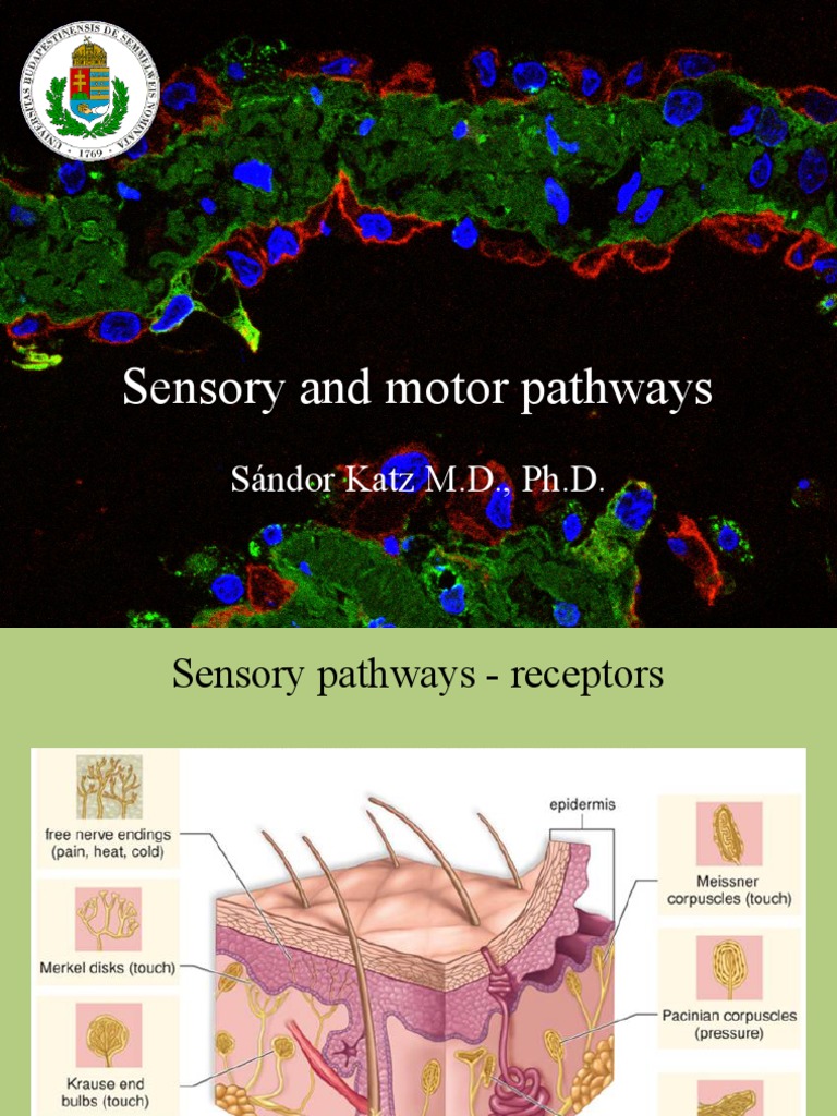 Sensory and Motor Pathways DrKatz PDF Spinal Cord Nervous System