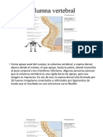 Columna vertebral: estructura y funciones de la región lumbar