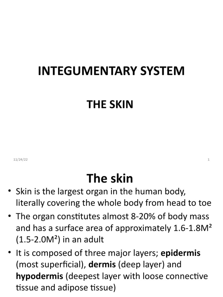 Integumentary System - The Skin | Download Free PDF | Skin ...