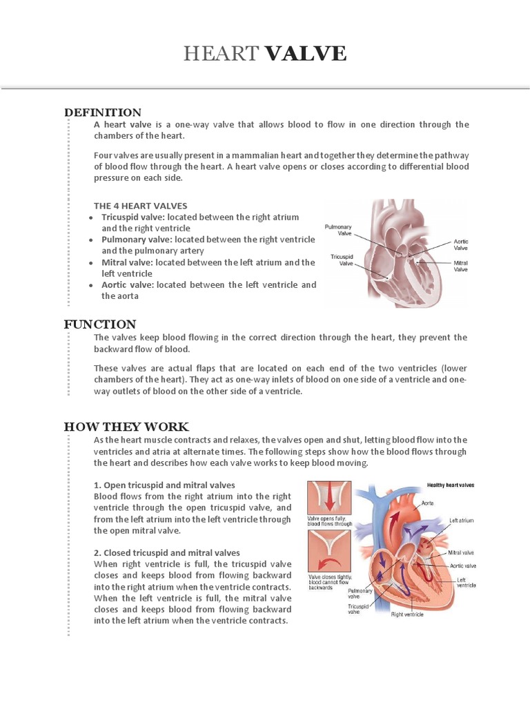 Heart Valve PDF Heart Valve Heart