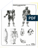 Aparato Locomotor Sin Nombres