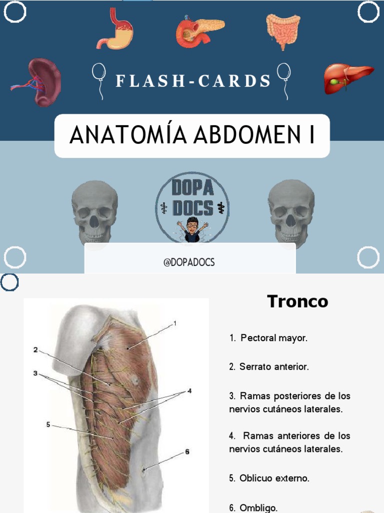 Flashcards - Anatomía Abdomen | PDF | Abdomen | Hígado