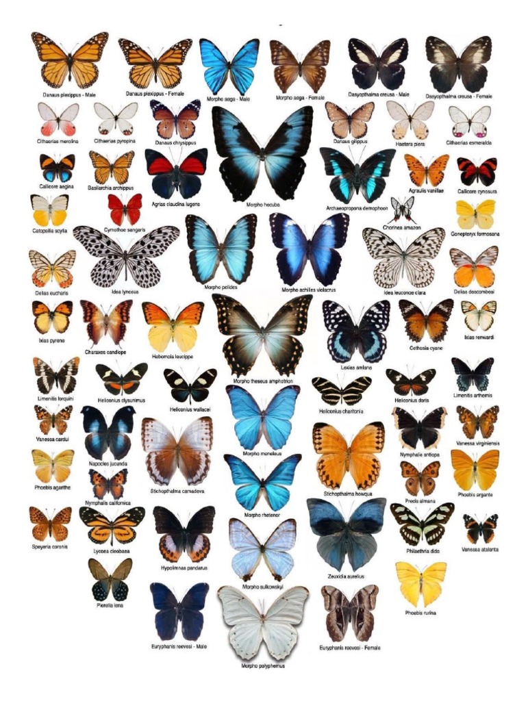 Mariposa S | PDF