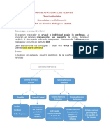 Sistema Nervioso: Clasificación, Estructura y Función