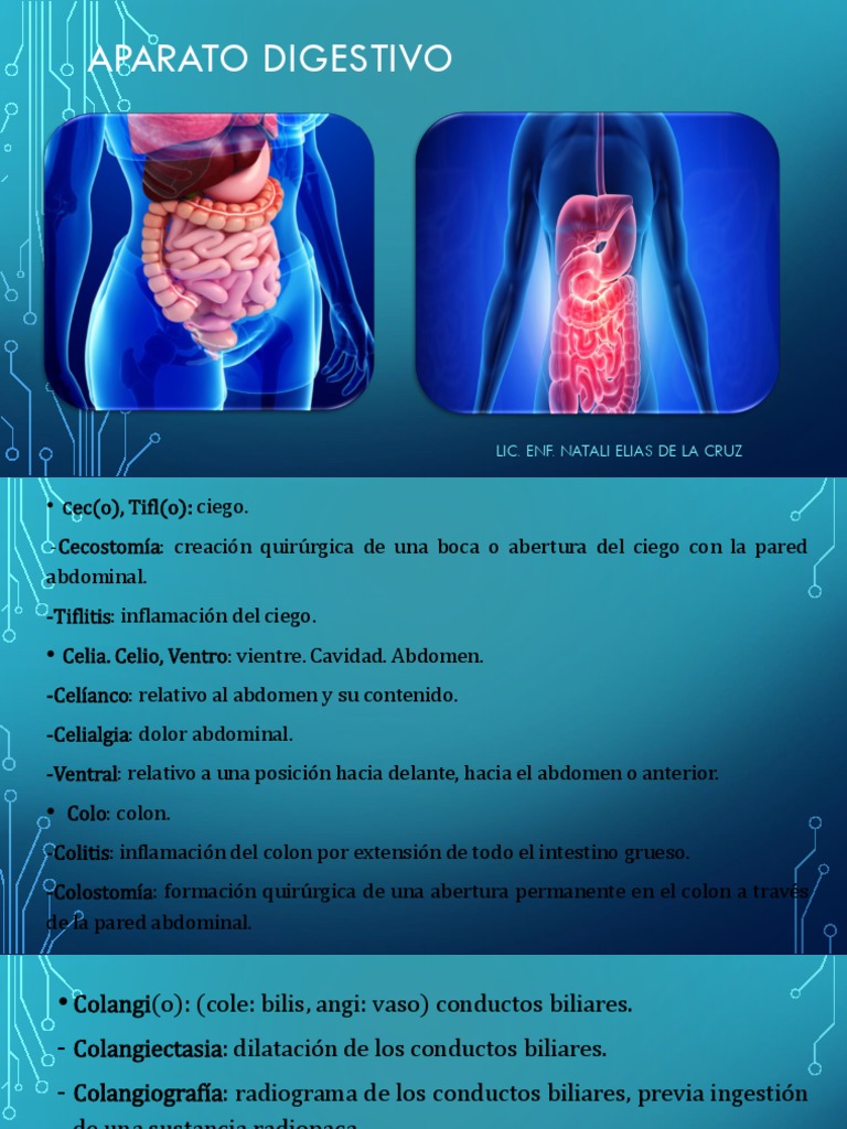 Aparato Digestivo Pdf Bilis Sistema Digestivo Humano