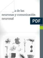 Morfología de Las Neuronas y Comunicación Neuronal - Psic Cognitiva