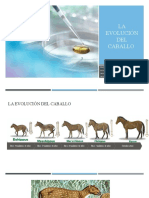 La Evolución Del Caballo