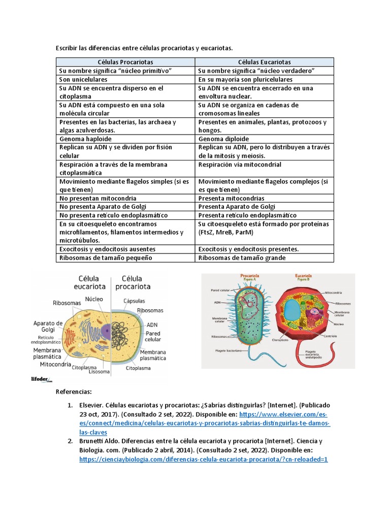 Diferencias entre células eucariotas y procariotas | PDF | Ciencia y ...