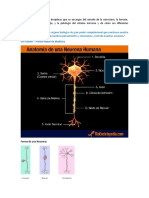 Neurociencias: Estudio del cerebro y sistema nervioso