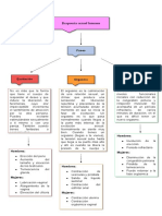 Mapa Conceptual - Respuesta Sexual Humana