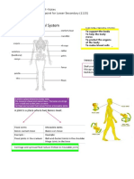 Human Skeletal System Notes-Science Secondary Checkpoint