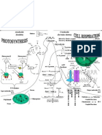 Cellular Respiration Flowchart